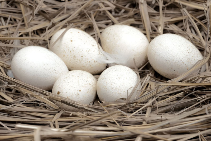 Do Turkeys Lay Eggs? The Surprising Facts Every Bird Lover Should Know